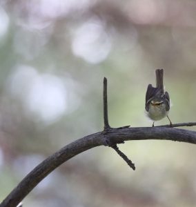 Pale-legged Leaf Warbler, 淡脚柳莺, Phylloscopus tenellipes-gallery-