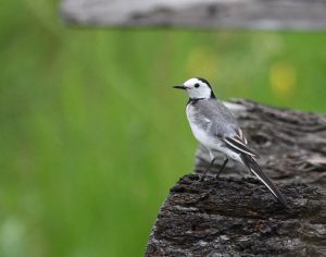 White Wagtail, 白鹡鸰, Motacilla alba-gallery-