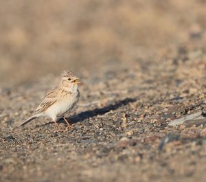 Asian Short-toed Lark, 亚洲短趾百灵, Alaudala cheleensis-gallery-