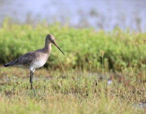 Black-tailed Godwit, 黑尾塍鹬, Limosa limosa-gallery-