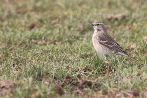 Water Pipit, 水鹨, Anthus spinoletta-gallery-