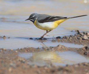 Grey Wagtail, 灰鹡鸰, Motacilla cinerea-gallery-