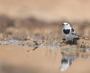 White Wagtail, 白鹡鸰, Motacilla alba-gallery-