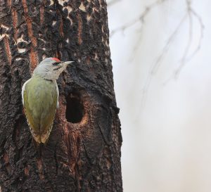 Grey-headed Woodpecker, 灰头绿啄木鸟, Picus canus-gallery-