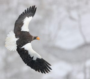 Steller’s Sea Eagle, 虎头海雕, Haliaeetus pelagicus-gallery-