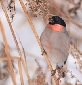 Eurasian Bullfinch, 红腹灰雀, Pyrrhula pyrrhula-gallery-