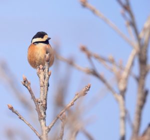 Varied Tit, 杂色山雀, Sittiparus varius-gallery-