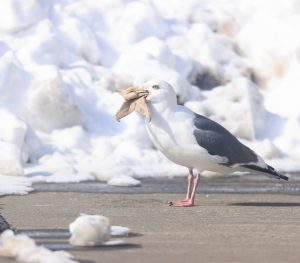 Slaty-backed Gull, 灰背鸥, Larus schistisagus-gallery-