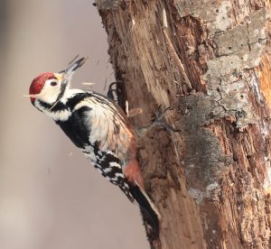 White-backed Woodpecker, 白背啄木鸟, Dendrocopos leucotos-gallery-