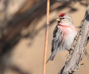 Common Redpoll, 白腰朱顶雀, Acanthis flammea-gallery-