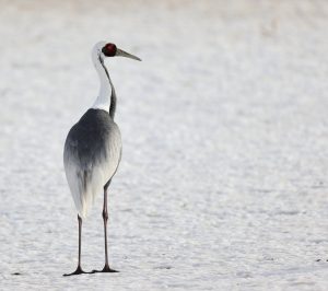 White-naped Crane, 白枕鹤, Antigone vipio-gallery-