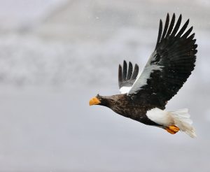 Steller’s Sea Eagle, 虎头海雕, Haliaeetus pelagicus-gallery-