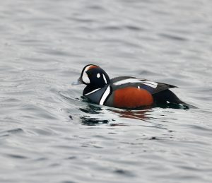 Harlequin Duck, 丑鸭, Histrionicus histrionicus-gallery-