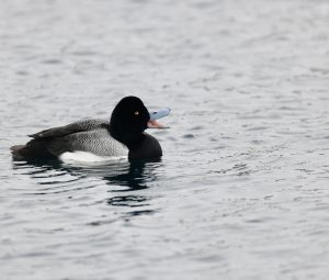 Greater Scaup, 斑背潜鸭, Aythya marila-gallery-