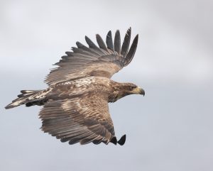 White-tailed Eagle, 白尾海雕, Haliaeetus albicilla-gallery-