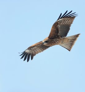 Black Kite, 黑鸢, Milvus migrans-gallery-