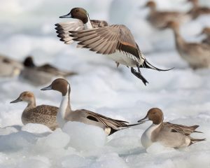 Northern Pintail, 针尾鸭, Anas acuta-gallery-