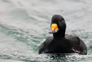 Black Scoter, 黑海番鸭, Melanitta americana-gallery-