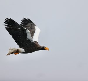 Steller’s Sea Eagle, 虎头海雕, Haliaeetus pelagicus-gallery-