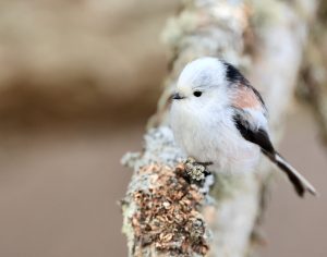 Long-tailed Tit, 北长尾山雀, Aegithalos caudatus-gallery-