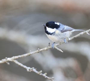 Coal Tit, 煤山雀, Periparus ater-gallery-