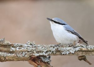 Eurasian Nuthatch, 普通䴓, Sitta europaea-gallery-