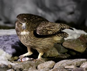 Blakinston’s Fish Owl, 毛腿渔鸮, Bubo blakistoni-gallery-