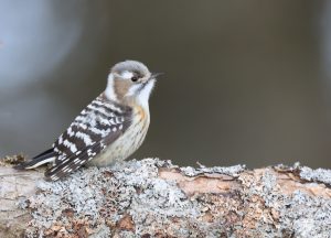 Japanese Pygmy Woodpecker, 小星头啄木鸟, Yungipicus kizuki-gallery-