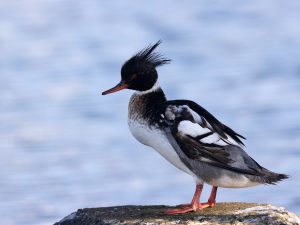 Red-breasted Merganser, 红胸秋沙鸭, Mergus serrator-gallery-