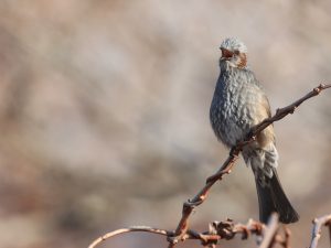 Brown-eared Bulbul, 栗耳短脚鹎, Hypsipetes amaurotis-gallery-