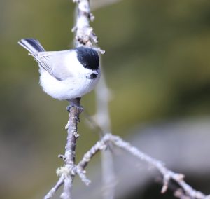 Willow Tit, 褐头山雀, Poecile montanus-gallery-