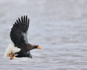 Steller’s Sea Eagle, 虎头海雕, Haliaeetus pelagicus-gallery-