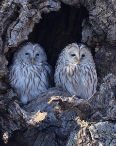 Ural Owl, 长尾林鸮, Strix uralensis-gallery-