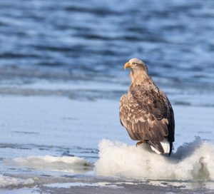 White-tailed Eagle, 白尾海雕, Haliaeetus albicilla-gallery-