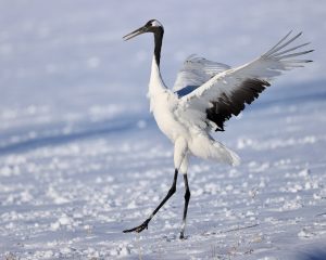 Red-crowned Crane, 丹顶鹤, Grus japonensis-gallery-