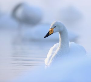 Whooper Swan, 大天鹅, Cygnus cygnus-gallery-