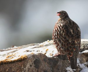 Snow Partridge, 雪鹑, Lerwa lerwa-gallery-