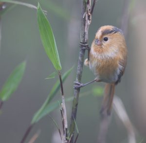 Fulvous Parrotbill, 黄额鸦雀, Suthora fulvifrons-gallery-