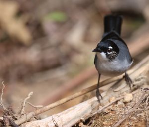 Black-headed Sibia, 黑头奇鹛, Heterophasia desgodinsi-gallery-