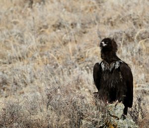 Cinereous Vulture, 秃鹫, Aegypius monachus-gallery-