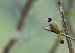 Collared Finchbill, 领雀嘴鹎, Spizixos semitorques-gallery-