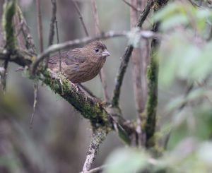 Vinaceous Rosefinch, 酒红朱雀, Carpodacus vinaceus-gallery-