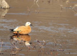 Ruddy Shelduck, 赤麻鸭, Tadorna ferruginea-gallery-