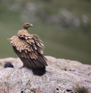 Himalayan Vulture, 高山兀鹫, Gyps himalayensis-gallery-