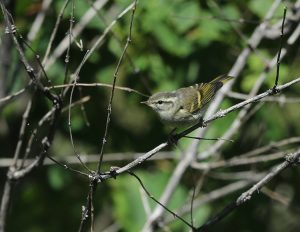 Buff-barred Warbler, 橙斑翅柳莺, Phylloscopus pulcher-gallery-