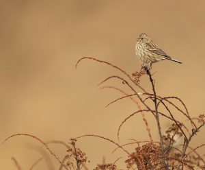 Chinese Beautiful Rosefinch, 红眉朱雀, Carpodacus davidianus-gallery-