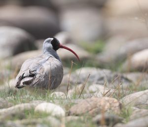 Ibisbill, 鹮嘴鹬, Ibidorhyncha struthersii-gallery-