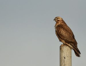 Upland Buzzard, 大鵟, Buteo hemilasius-gallery-