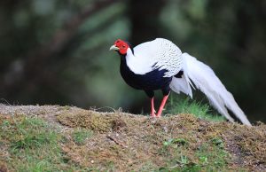 Silver Pheasant, 白鹇, Lophura nycthemera-gallery-