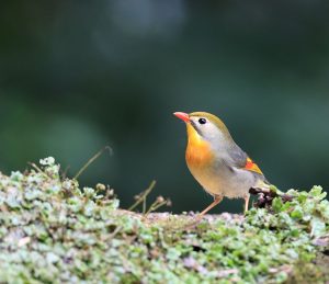 Red-billed Leiothrix, 红嘴相思鸟, Leiothrix lutea-gallery-